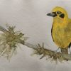 Aquarellbild eines gelben Vogels